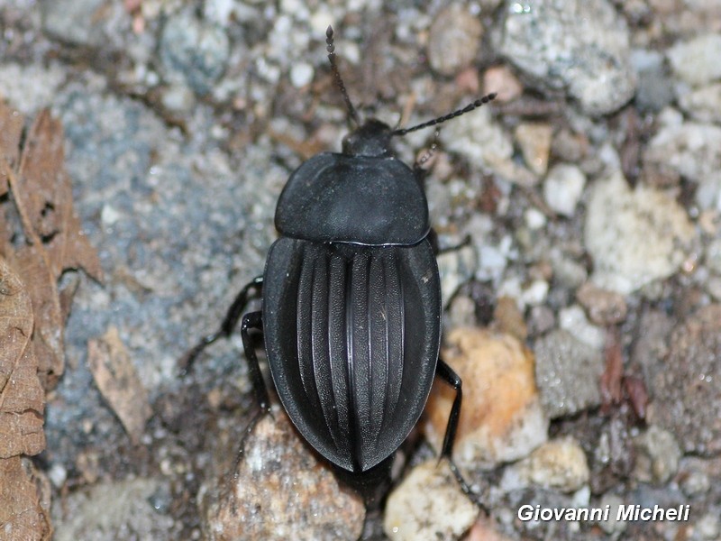 Silpha carinata, Silphidae